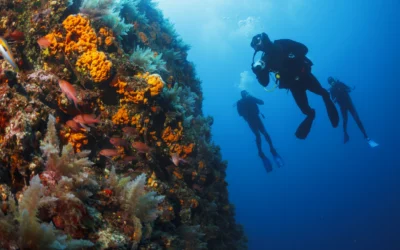 Buceo en Isla Margarita, Venezuela (Mejor Lugar)