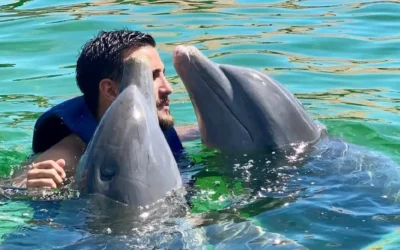 Nada con Delfines en Margarita (Experiencia Inolvidable)